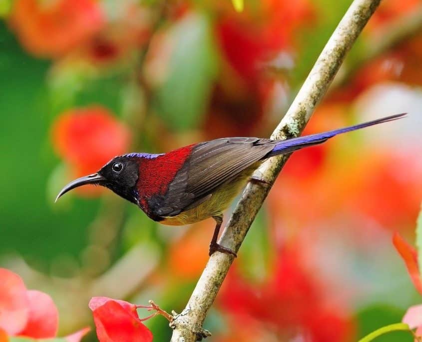 Crimson Sunbird Crimson Sunbird