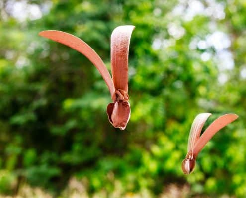 Dipterocarp Tree 6 Depterocarps