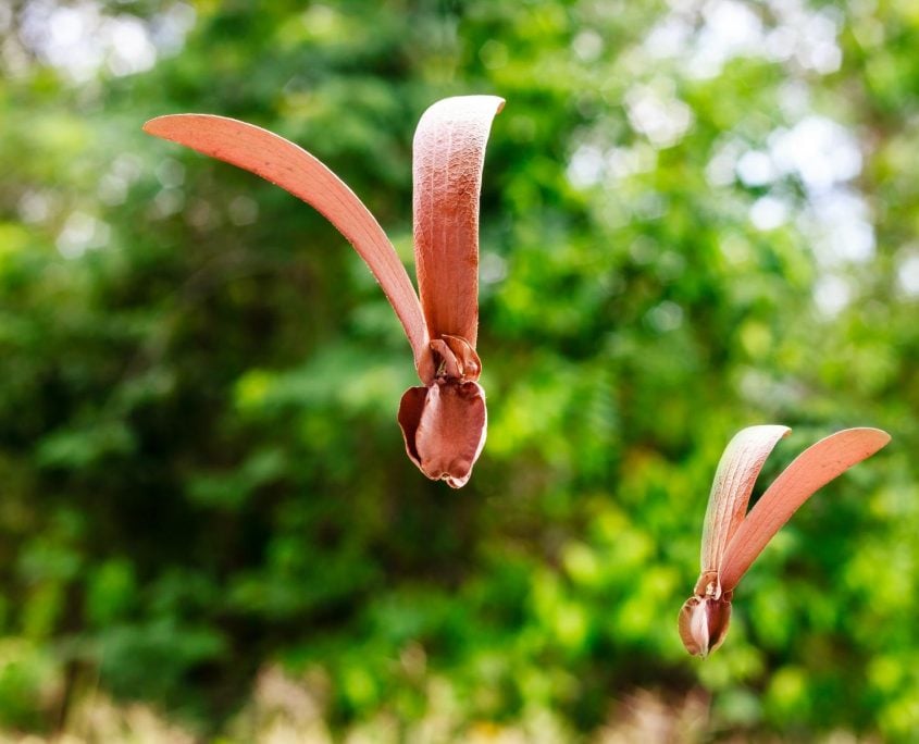 Depterocarps Depterocarps