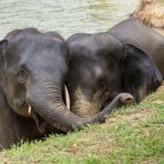 Honeymoon Thailand 2 Elephant 8