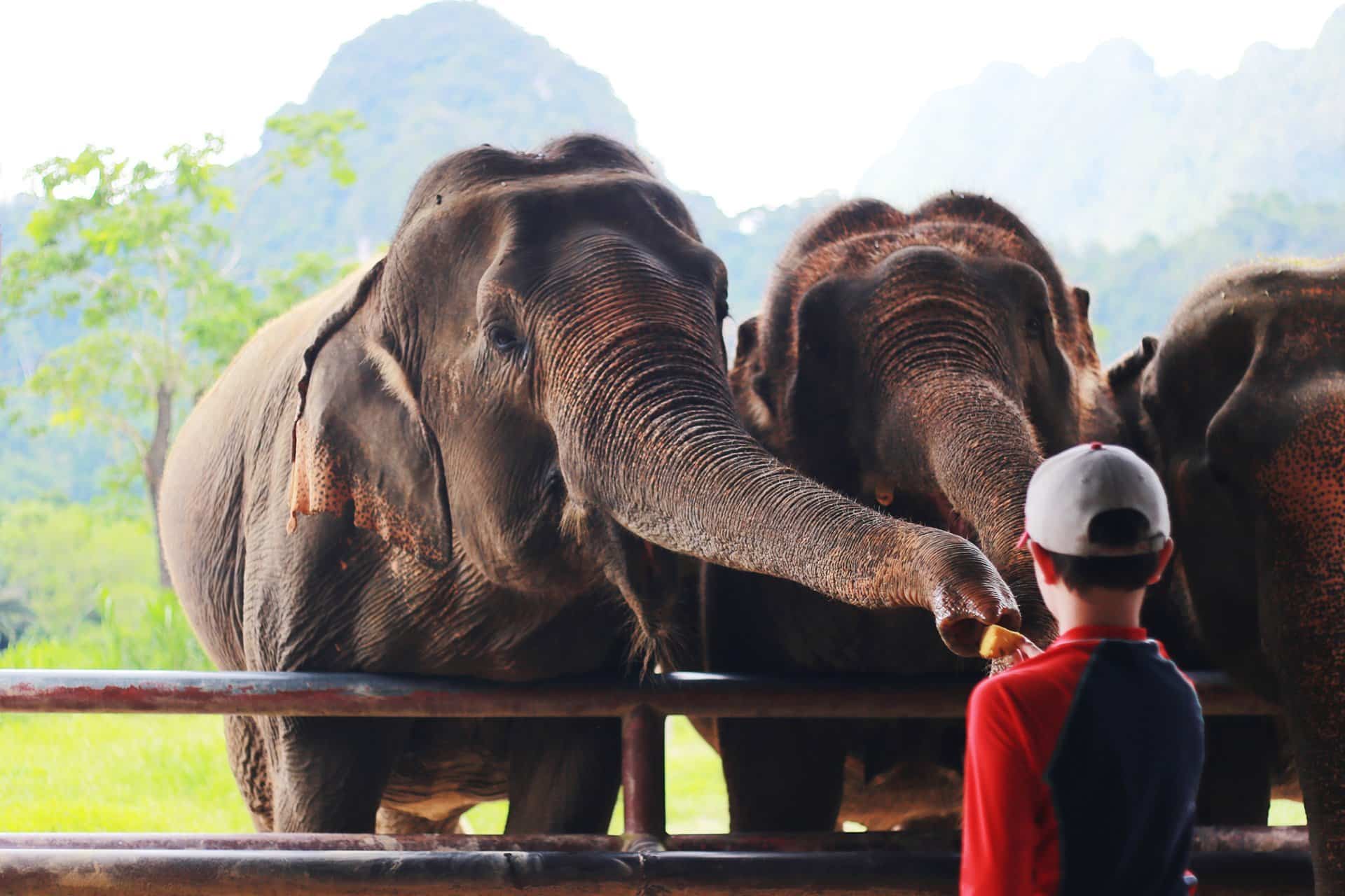 Tours in Khao Sok National Park 8 Elephant encounter / elephant experience on Elephant Hills tour in Khao Sok National Park