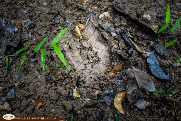 Elephant foot prit jungle Rainforest Jungle KhaoSokNationalPark ElephantHills