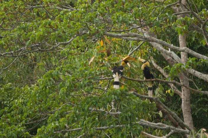 Elephant Hills Great Hornbill Feeds Chick