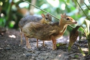 Mouse deer 6 Elephant Hills Khao Sok National Park Thailand Wildlife The smallest hoofed mammal in the world Mouse deer