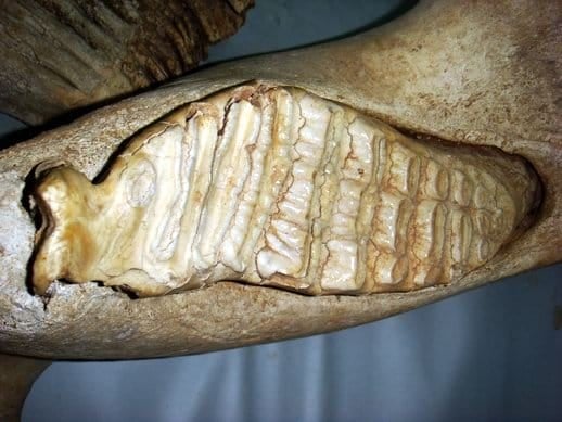 Facts 11 Asian elephants have six sets of teeth which push through horizontally from the back