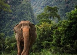 Elephant 4 Elephants