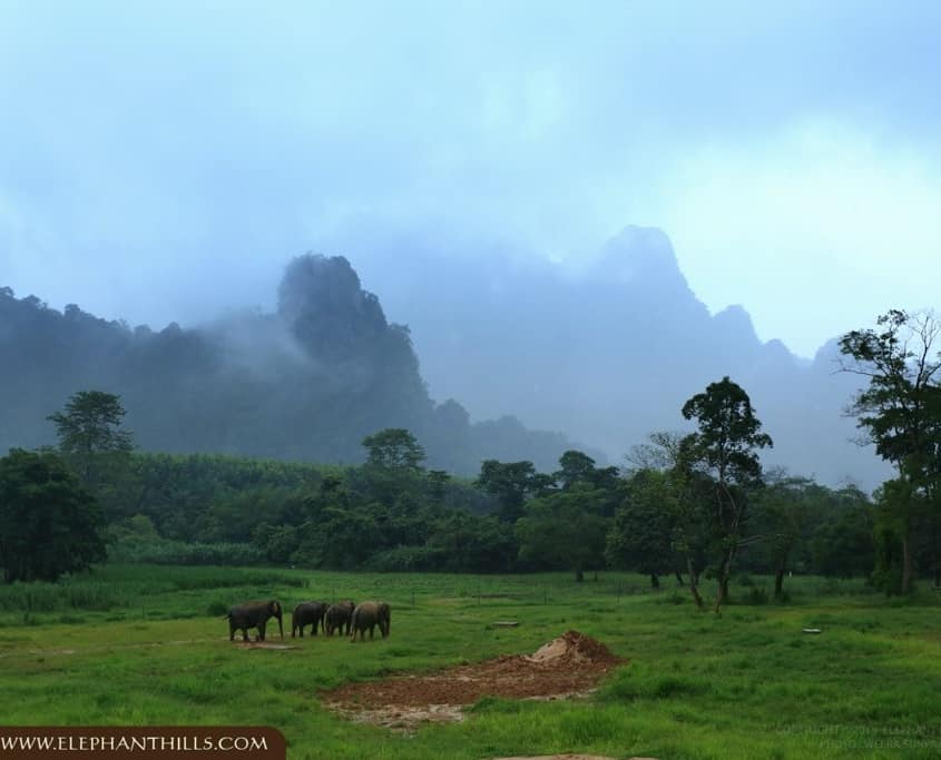 Thrills in the Wilderness: Discover Adventure Activities in Khao Sok 8 Ethical Tourism