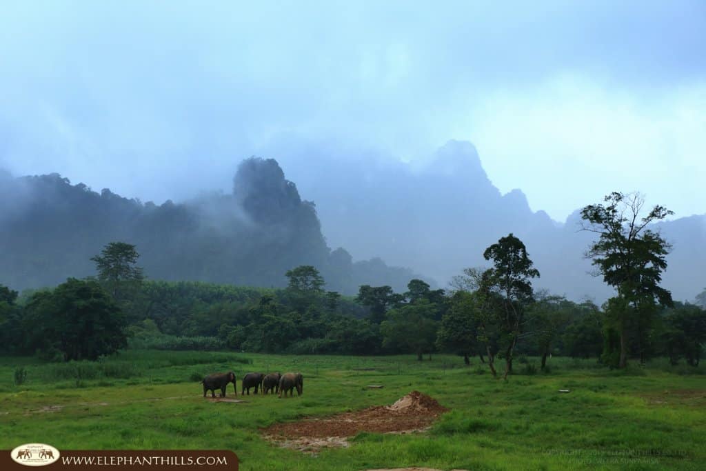 Rewilding Adventures: How Khao Sok is Leading the Way in Eco-Tourism 3 Ethical Tourism