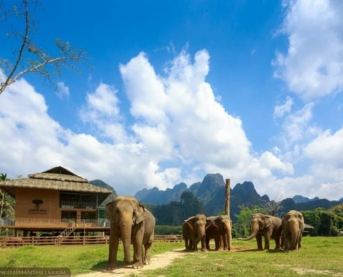 Discover the Magic of Elephant Hills