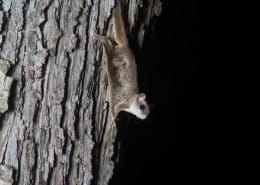 FlyingSquirrel