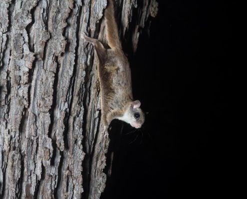 FlyingSquirrel