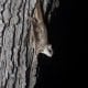FlyingSquirrel