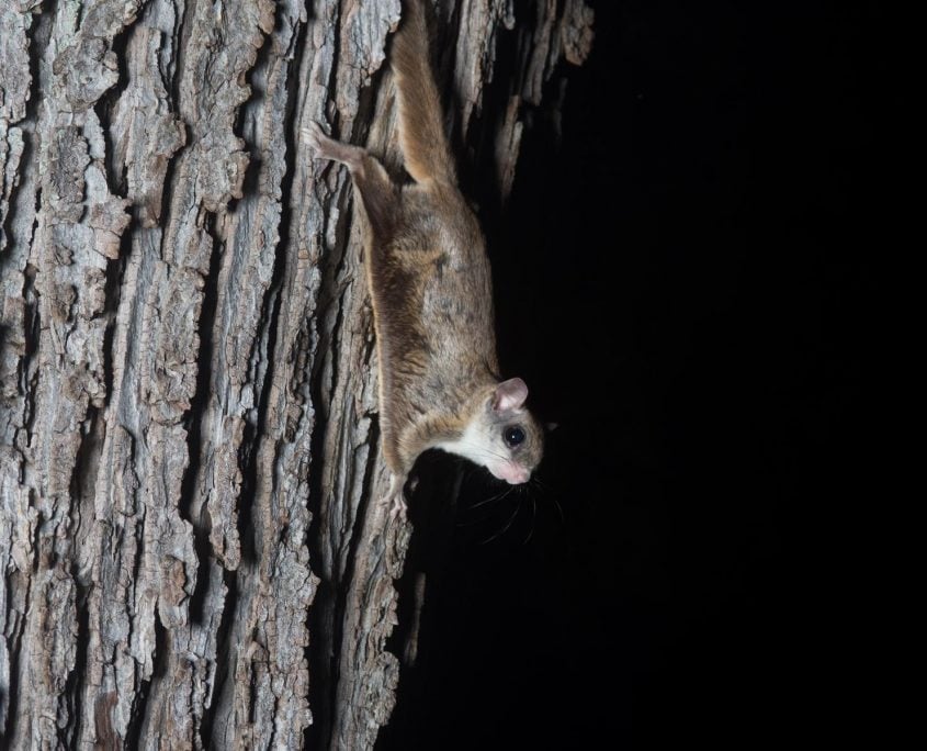 FlyingSquirrel FlyingSquirrel