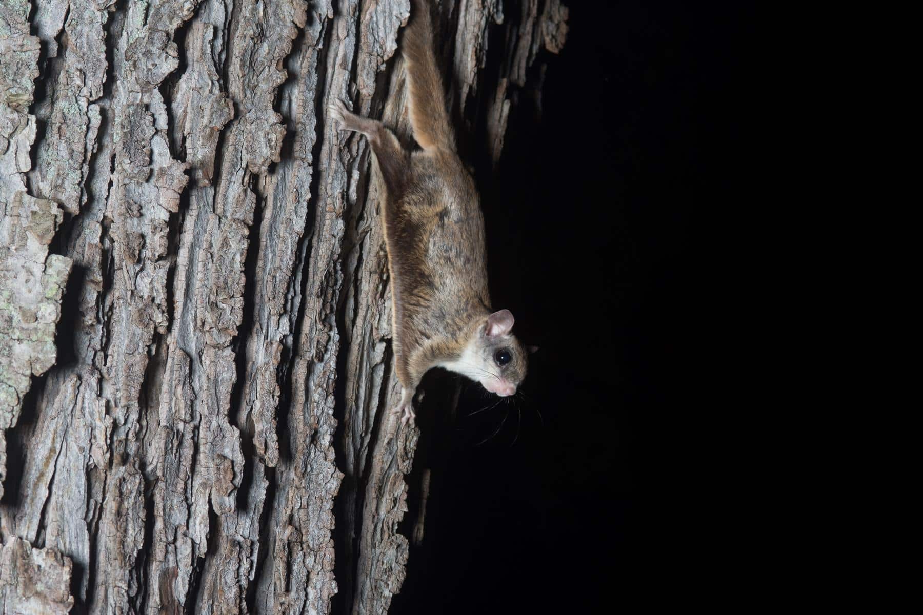 Khao Sok Wildlife at Night: What You Can Hear (and Sometimes See) After Dark 3 FlyingSquirrel