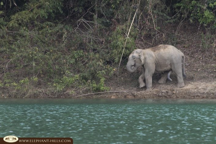 FON FB 003 Wild elephant we met then during the trip to correct camera trap