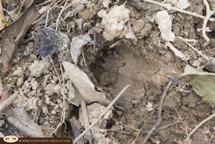 FON FB 006 Wildbord foot print not sure