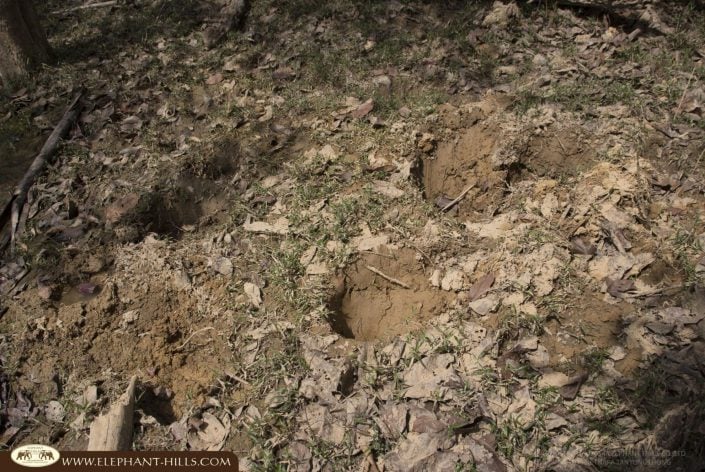 FON FB 007. Elephant foot print