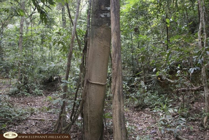 FON FB 008 Mud from wild elephant walk pass the tree