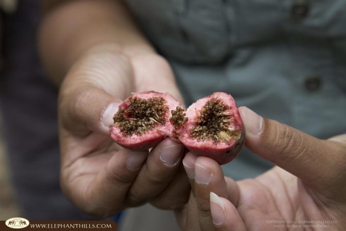 FON FB 034 fig fruit drop on the floor