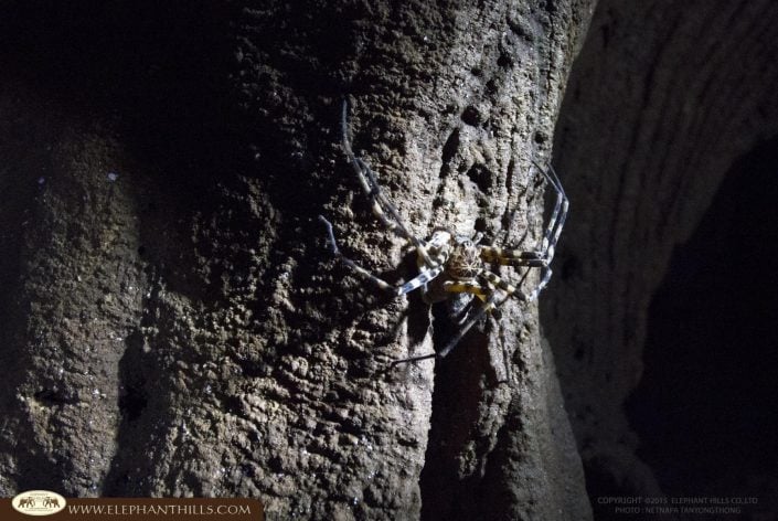 FON FB 034 spider in the Cave