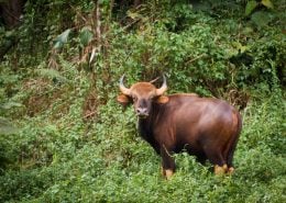 Gaur 3 Gaur looks at camera in Khao Sok National Park.