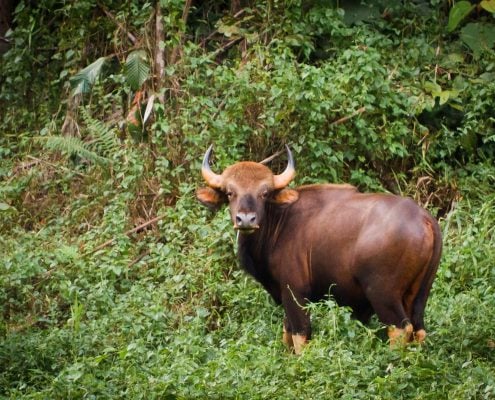 Gaur looks at camera in Khao Sok National Park.