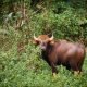 Gaur looks at camera in Khao Sok National Park.