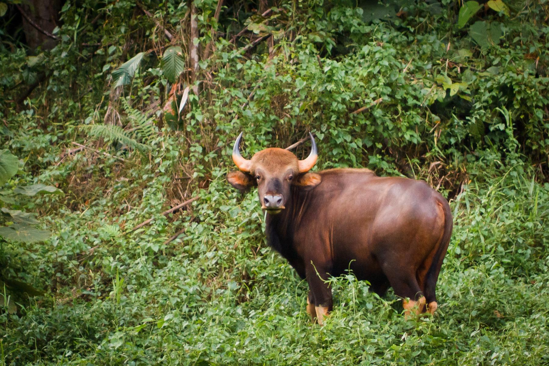 Gaur Gaur looks at camera in Khao Sok National Park.