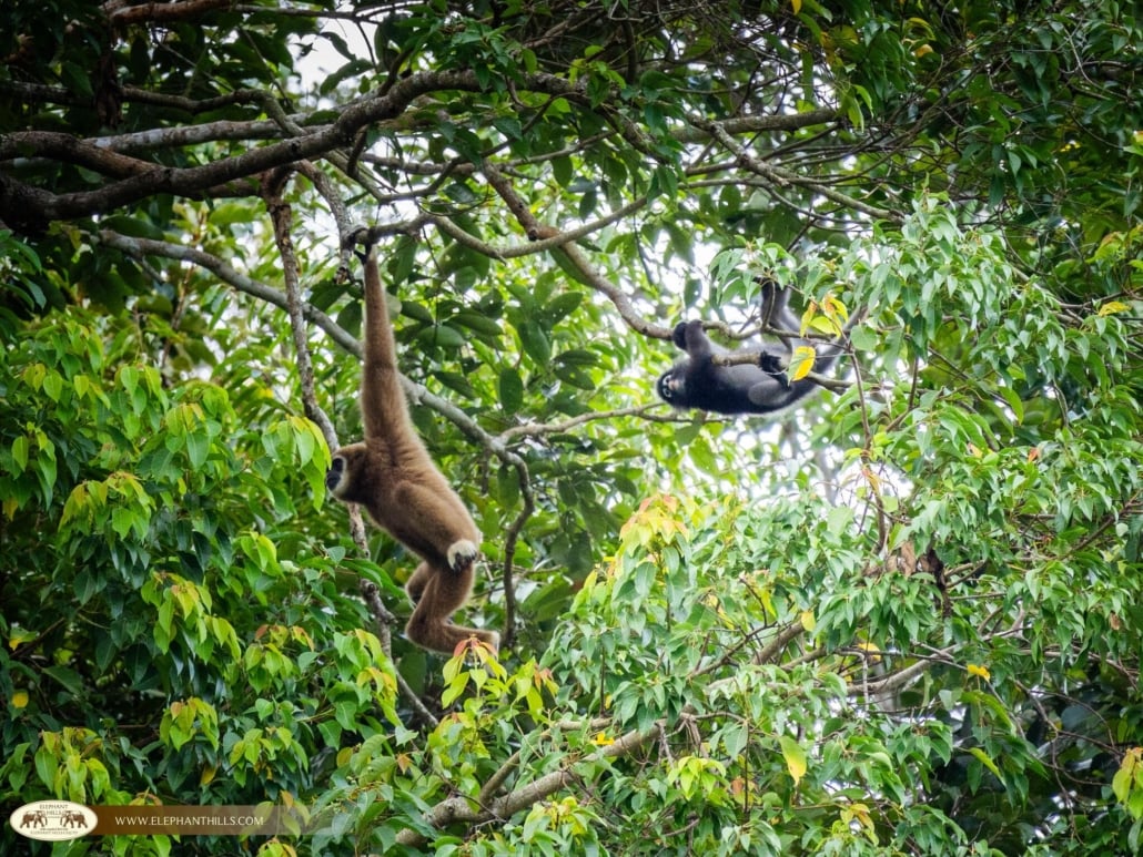 The Green Heart of Thailand: Khao Sok is the Country’s Best Kept Secret 7 Gibbon Couples Playing