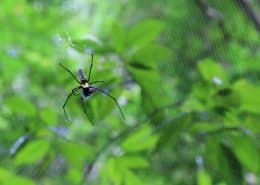 GoldenOrbWebSpider 2