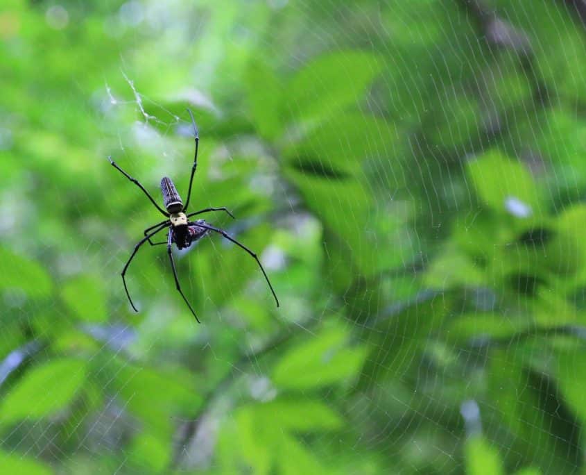 GoldenOrbWebSpider GoldenOrbWebSpider 2