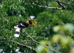 The Soundtrack of the Rainforest