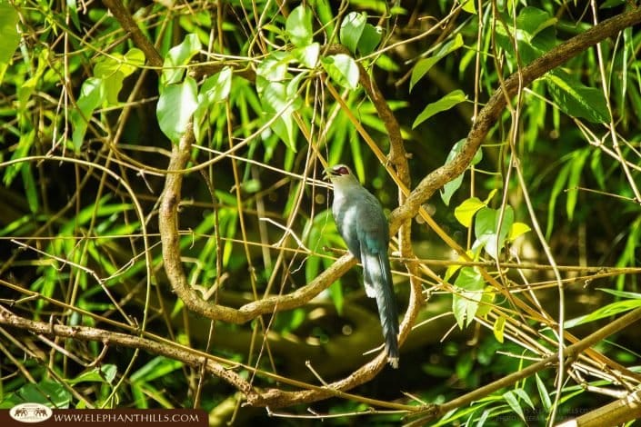 Green billed Malkoha Bird Jungle Rainforest KhaoSokNationalPark ElephantHills