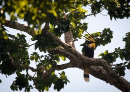 Hornbill