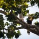 Hornbill