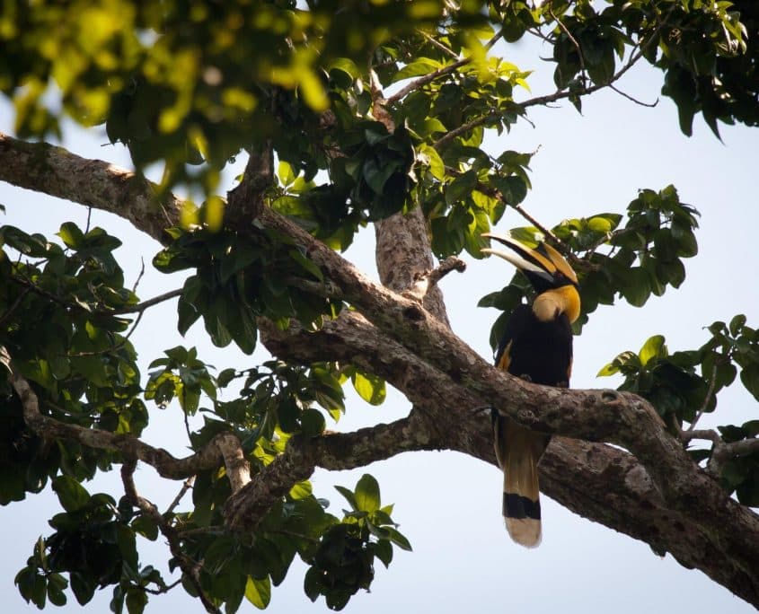 Hornbill Hornbill