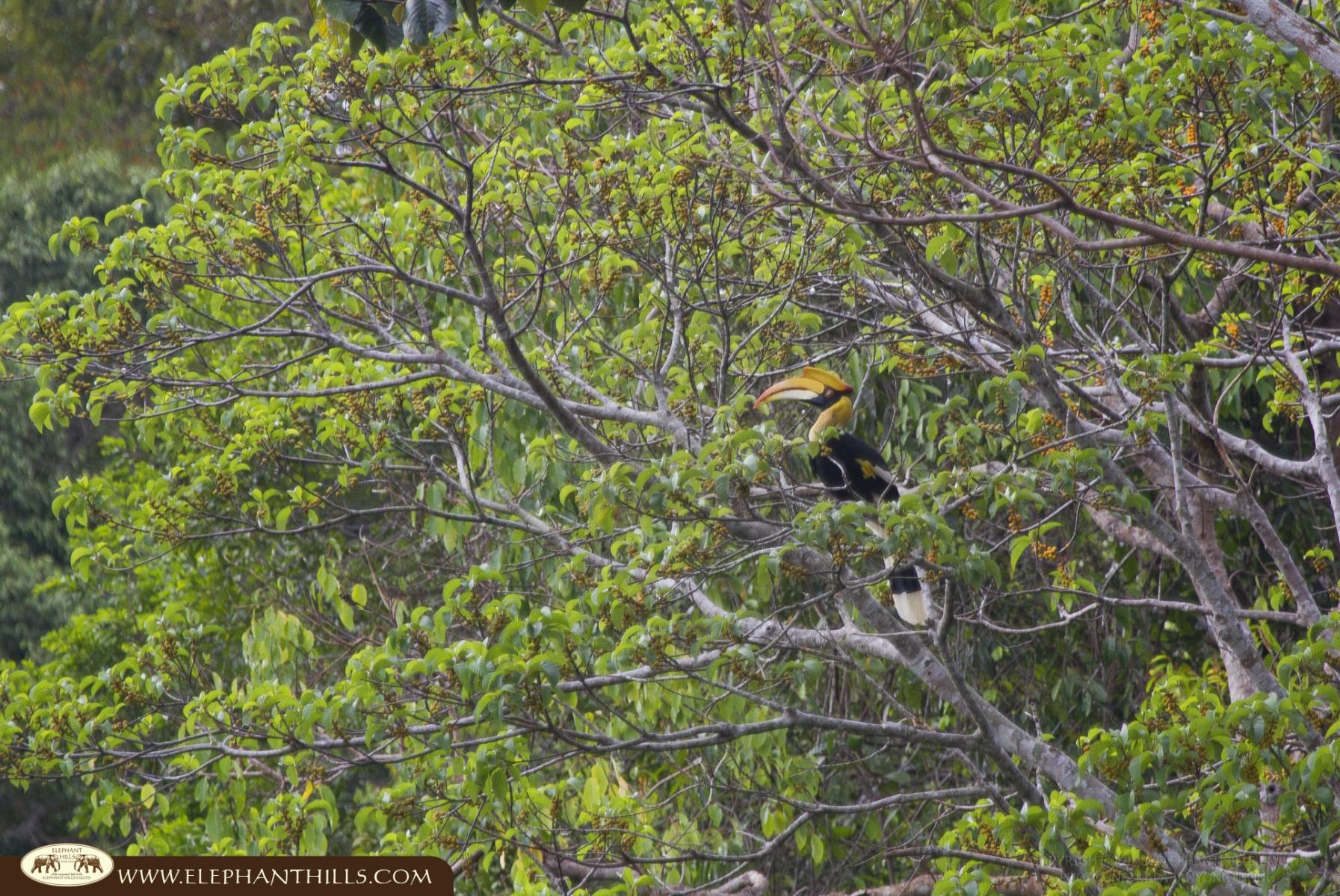 10 Reasons to Visit Khao Sok National Park 8 Hornbill birds jungle nature Rainforest Jungle KhaoSokNationalPark ElephantHills