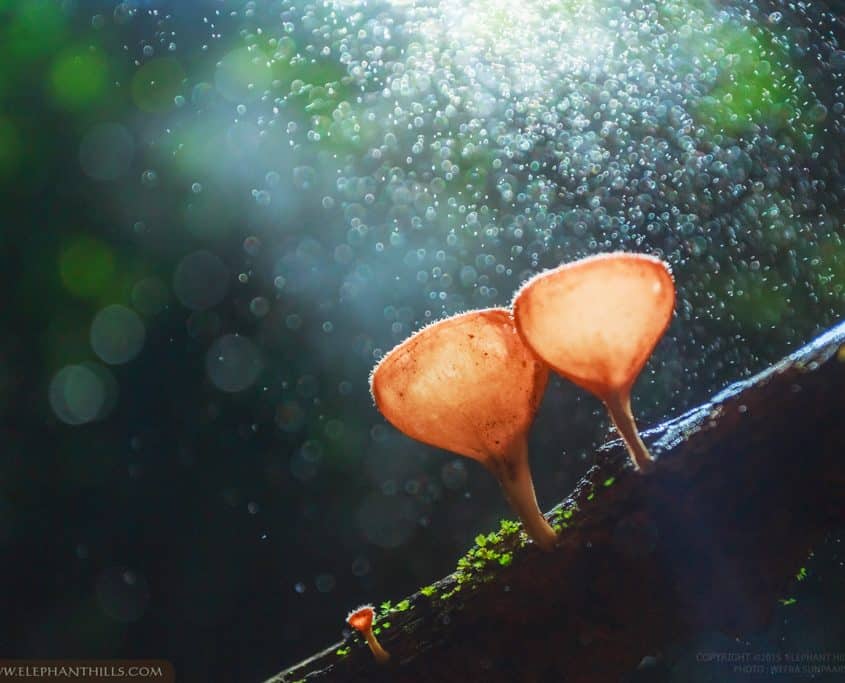 Thrills in the Wilderness: Discover Adventure Activities in Khao Sok 6 How much room does a mushroom need to grow as mushroom as possible