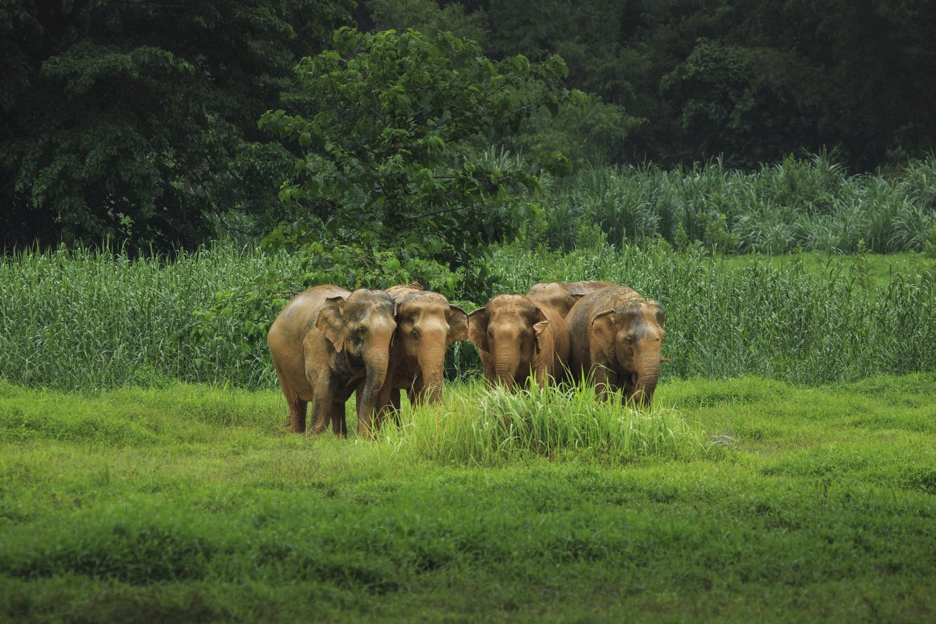 Facts 10 Asian elephants roam free in Khao Sok’s chain-free elephant park