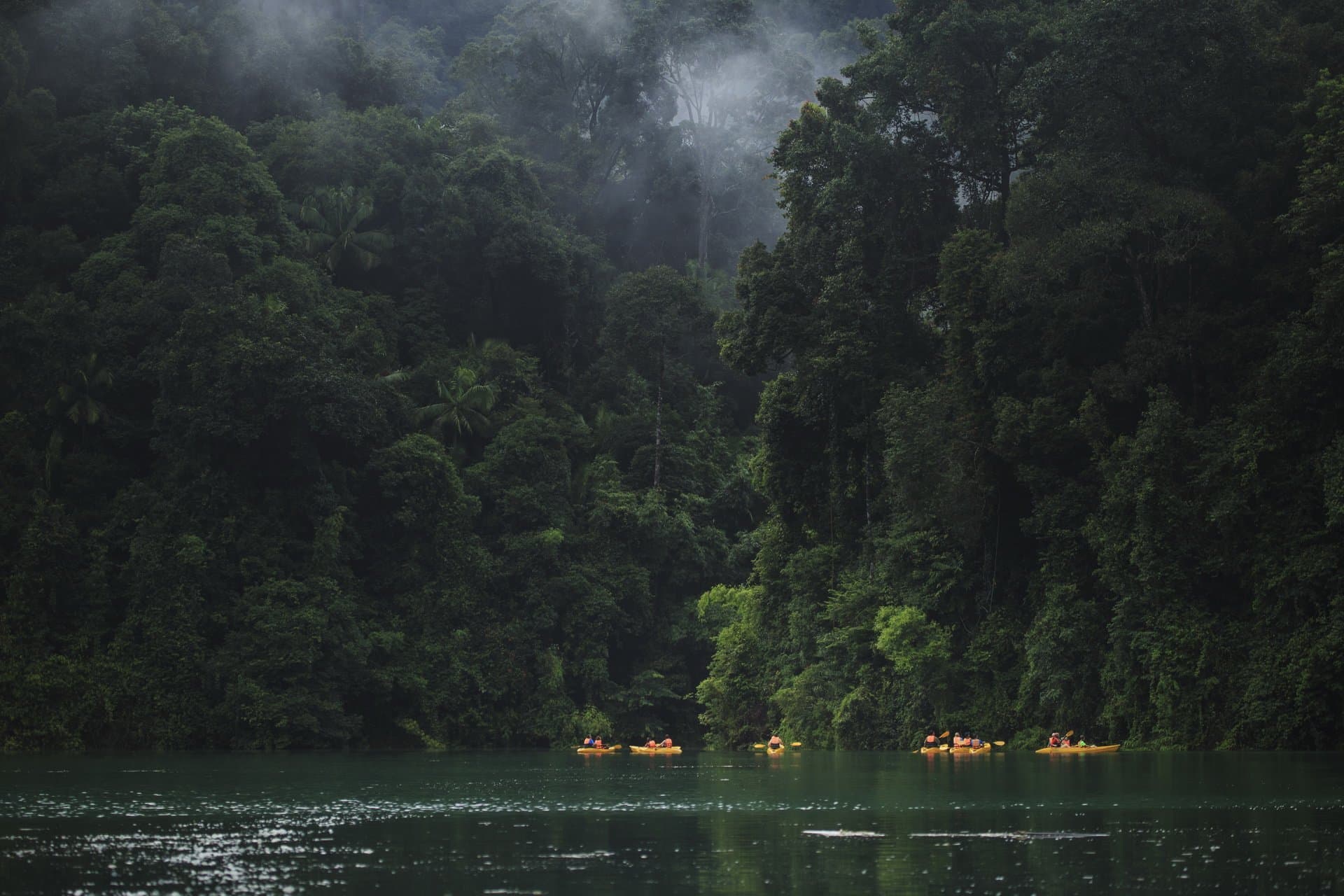 The morning vibe at Khao sok national park where you can paddle out to seek for some wildlife animals The morning vibe at Khao sok national park where you can paddle out to seek for some wildlife animals