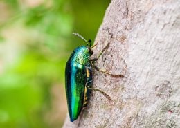 Jewel beetle