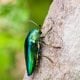 Jewel beetle