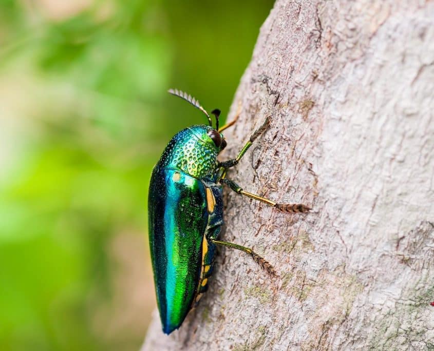 Jewel-beetle Jewel beetle