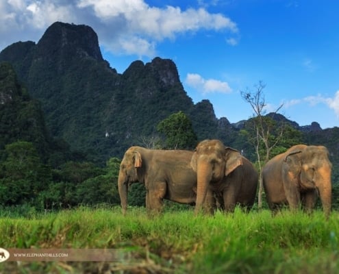 JUNGLE & LAKE CAMP SAFARI – 4 Days & 3 Nights