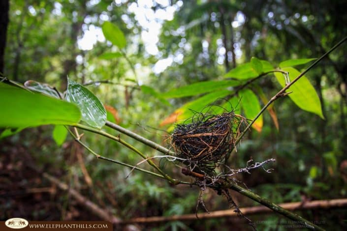 Jungle birds nest nature Rainforest Jungle KhaoSokNationalPark ElephantHills