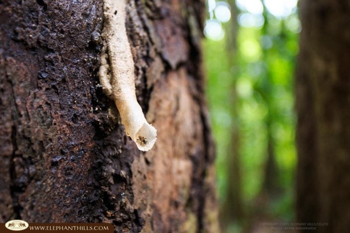 Jungle tree ant nature Rainforest Jungle KhaoSokNationalPark ElephantHills