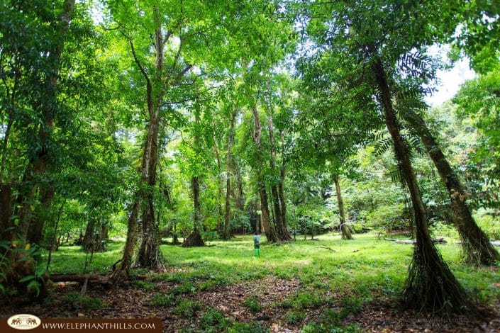 Jungle tree green Rainforest Jungle KhaoSokNationalPark ElephantHills