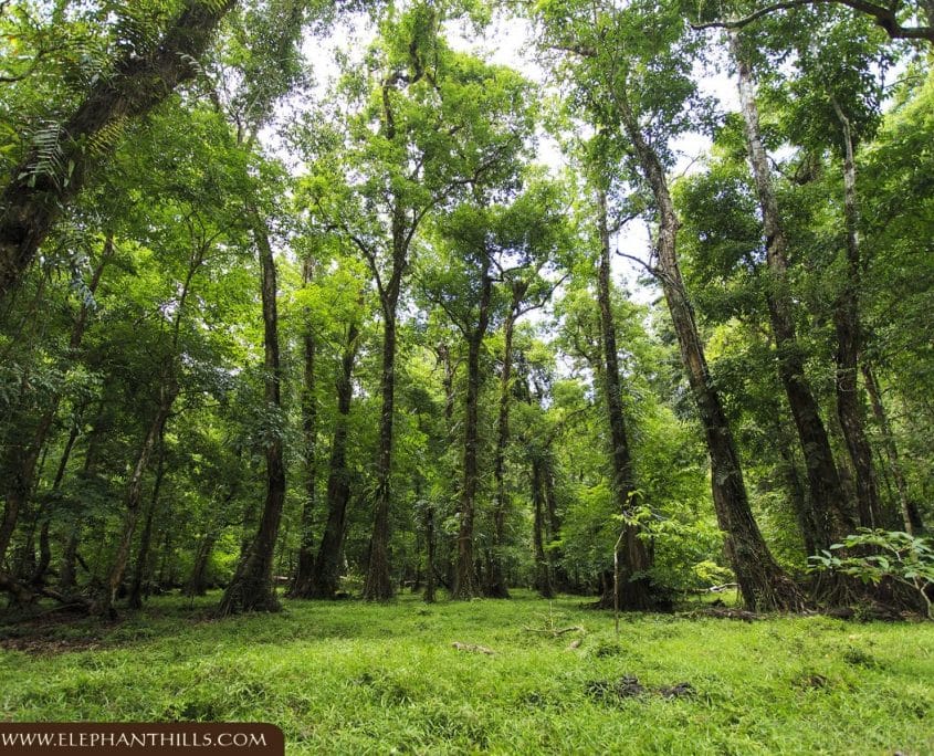Jungle tree nature green Rainforest Jungle Khao Sok National Park Elephant Hills Jungle tree nature green Rainforest Jungle KhaoSokNationalPark ElephantHills