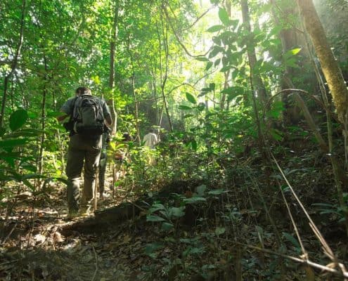 JungleTrek MainCamp 2