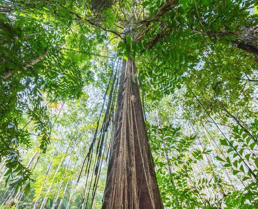 Activities 15 JungleTrek MainCamp 3